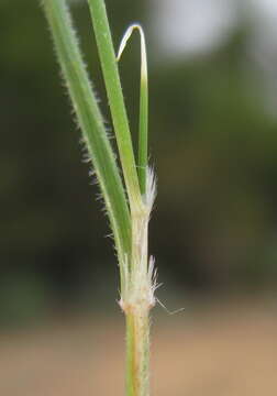 Image of Austrostipa nodosa (S. T. Blake) S. W. L. Jacobs & J. Everett