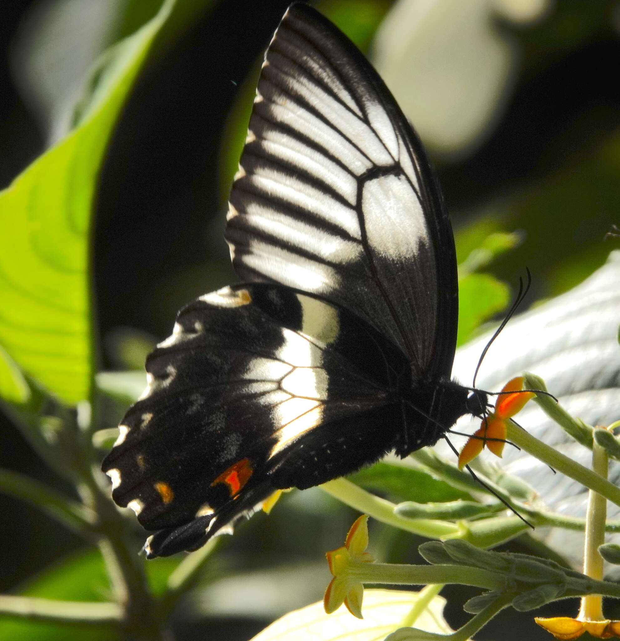 Image of Papilio gambrisius Cramer (1777)