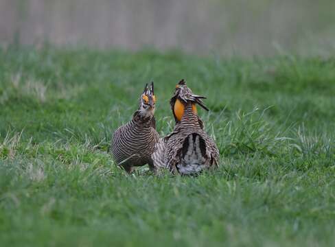 Image of Greater Prairie Chicken