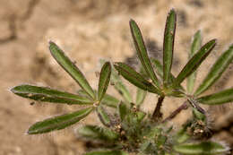 Image of shortstem lupine