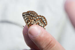 Image of Euphydryas editha bayensis