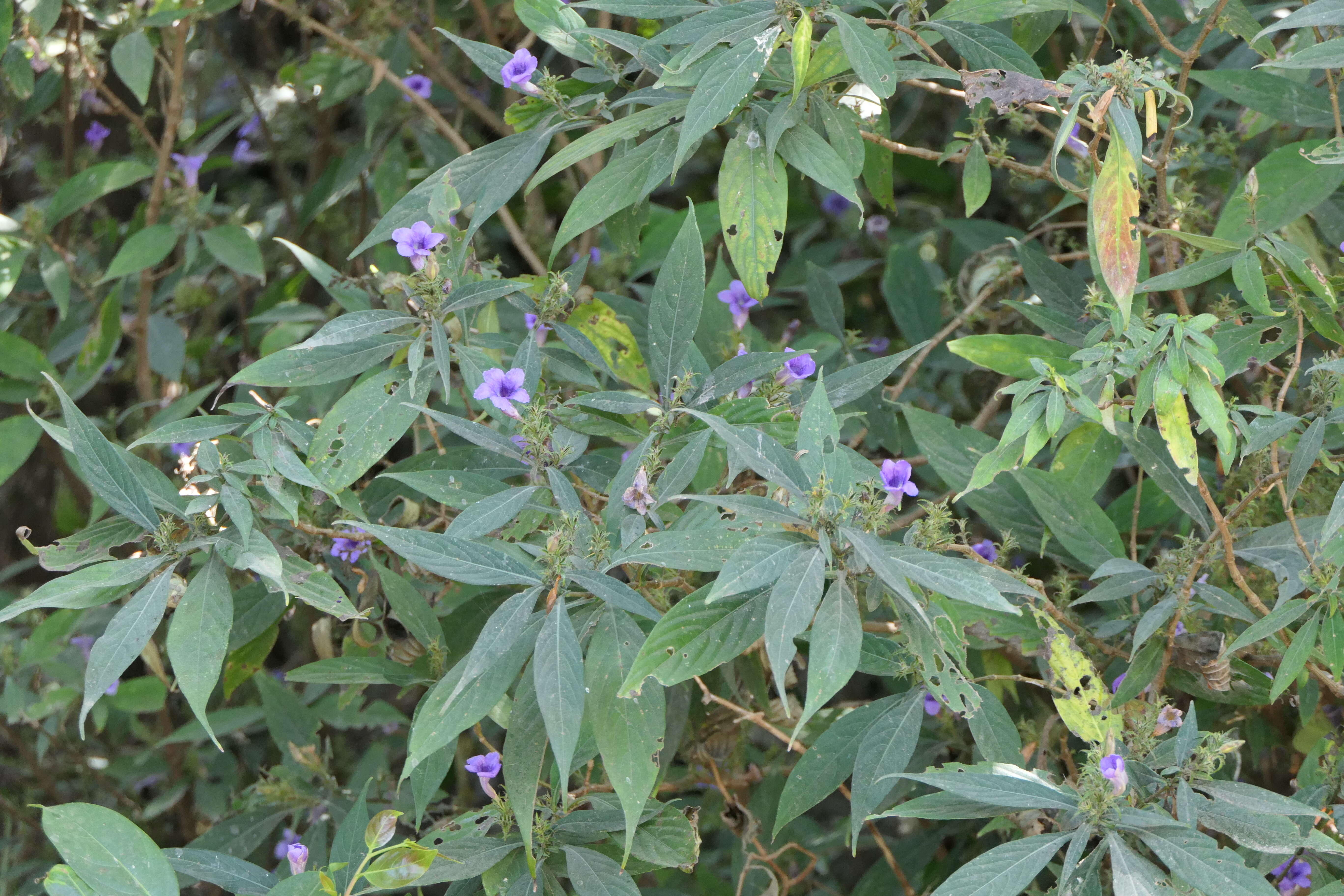 Strobilanthes integrifolius (Dalz.) Kuntze resmi