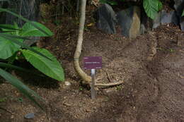 Image of Sonchus brassicifolius S. C. Kim & Mejías