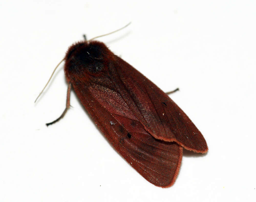 Phragmatobia fuliginosa Linnaeus 1758 resmi