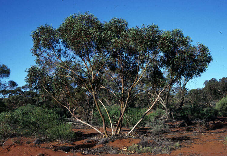 Image de Eucalyptus ebbanoensis Maiden