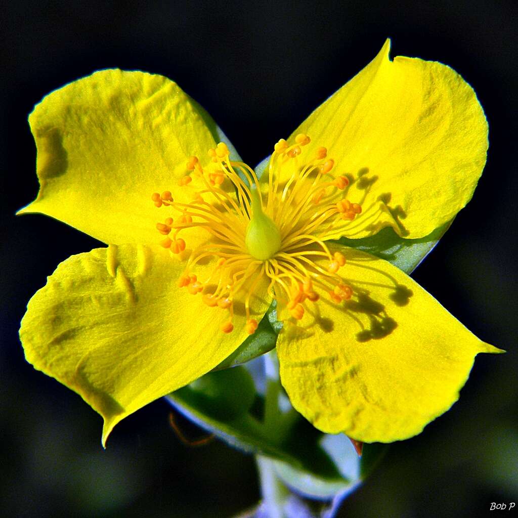 Plancia ëd Hypericum tetrapetalum Lam.