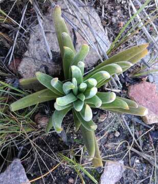 Image of Redleaf crassula