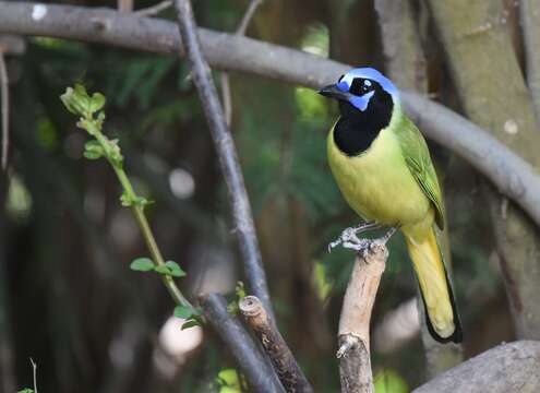 Image of Green Jay