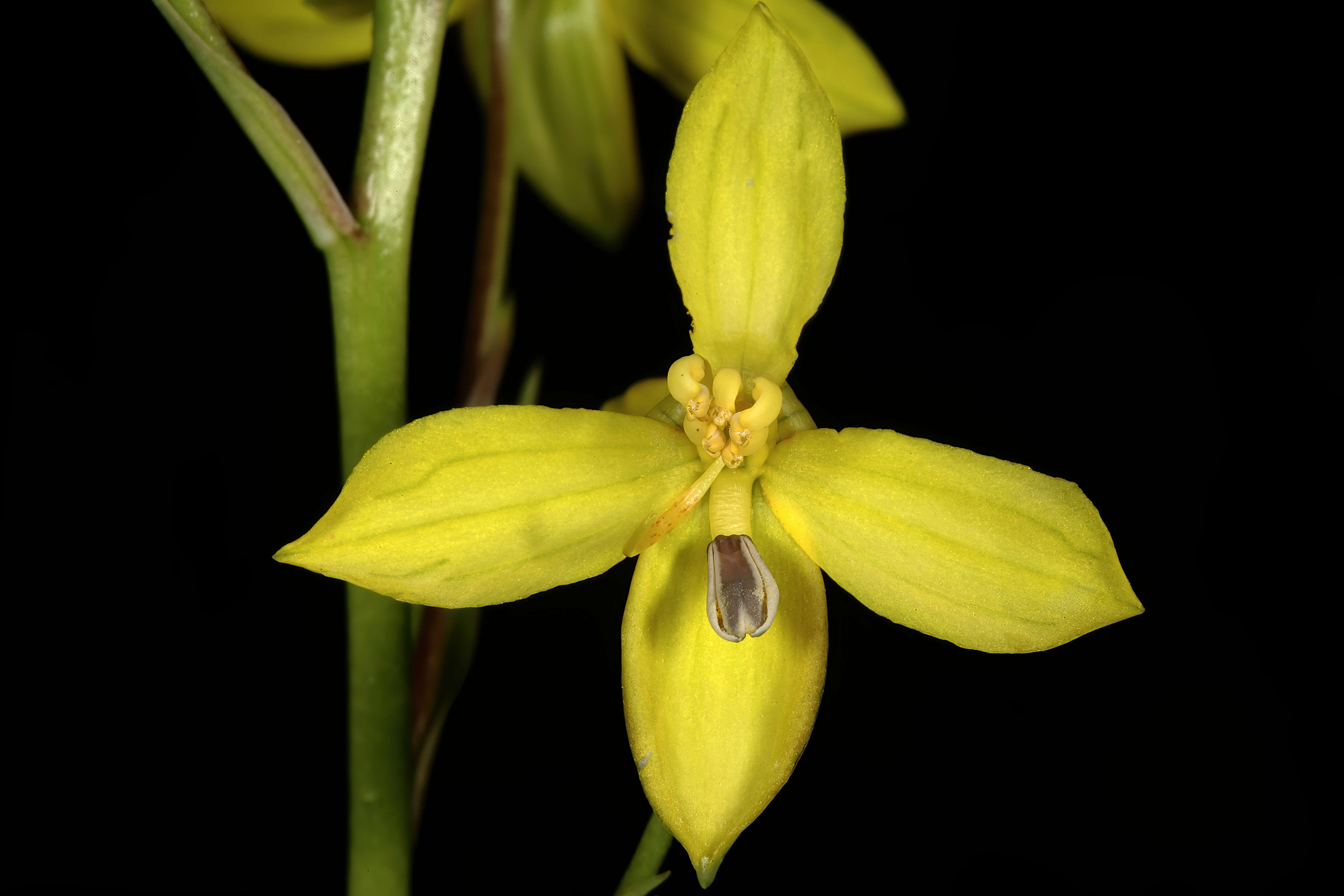 Image of Cyanella lutea L. fil.