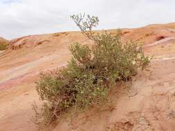 Image of Tetraena dumosa (Boiss.) Beier & Thulin