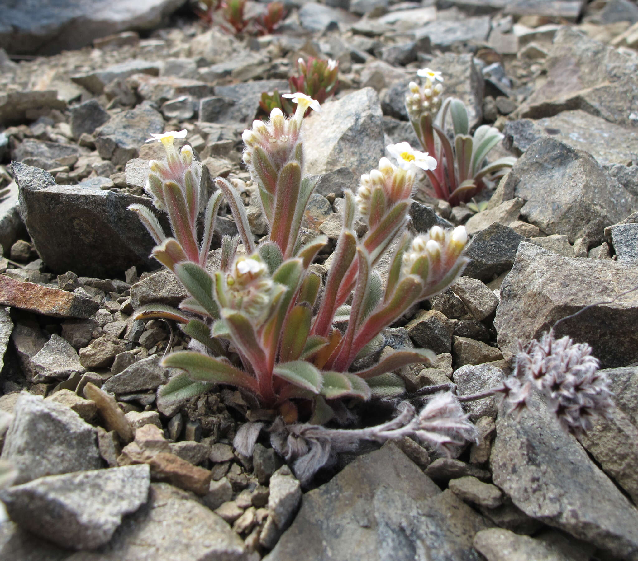 Image of Myosotis traversii Hook. fil.