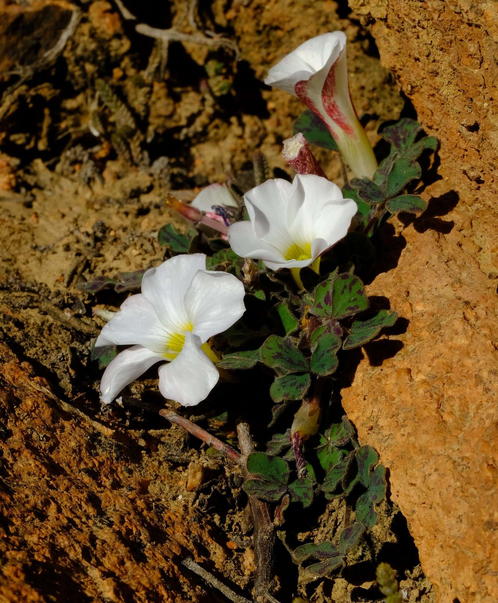 Sivun Oxalis ambigua Jacq. kuva