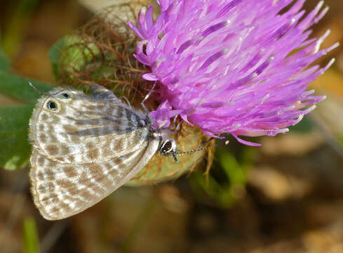 Image of Lang's Short-tailed Blue