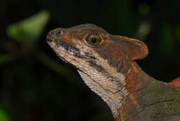 Image of Western basilisk