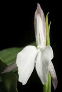 Image of Roscoea schneideriana (Loes.) Cowley