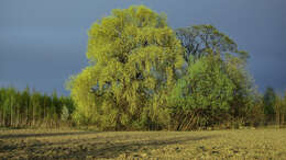 Image of Salix × fragilis