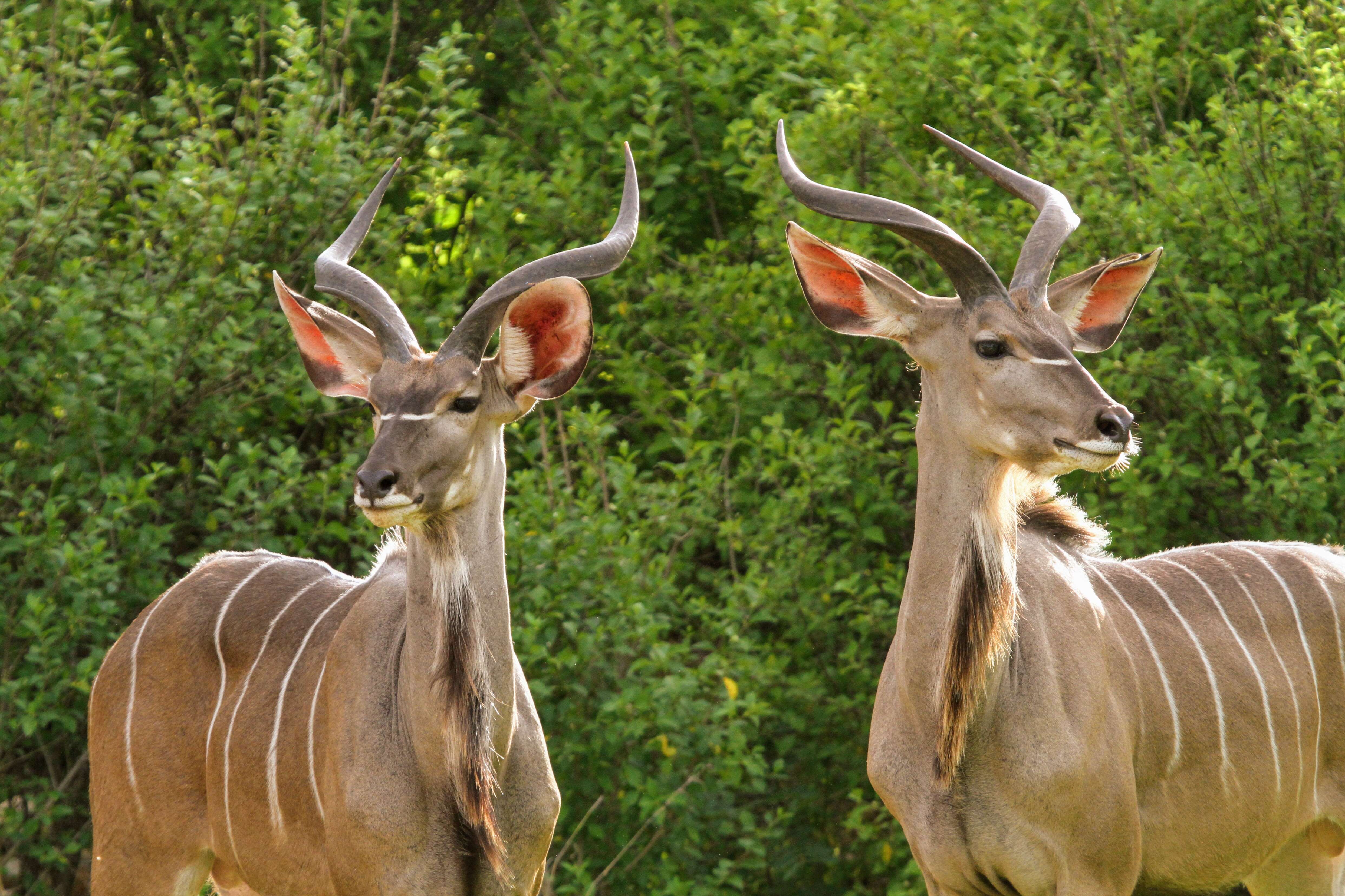 Image of Greater Kudu