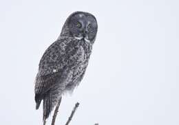 Image of Great Gray Owl