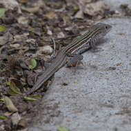 Image of Common Spotted Whiptail