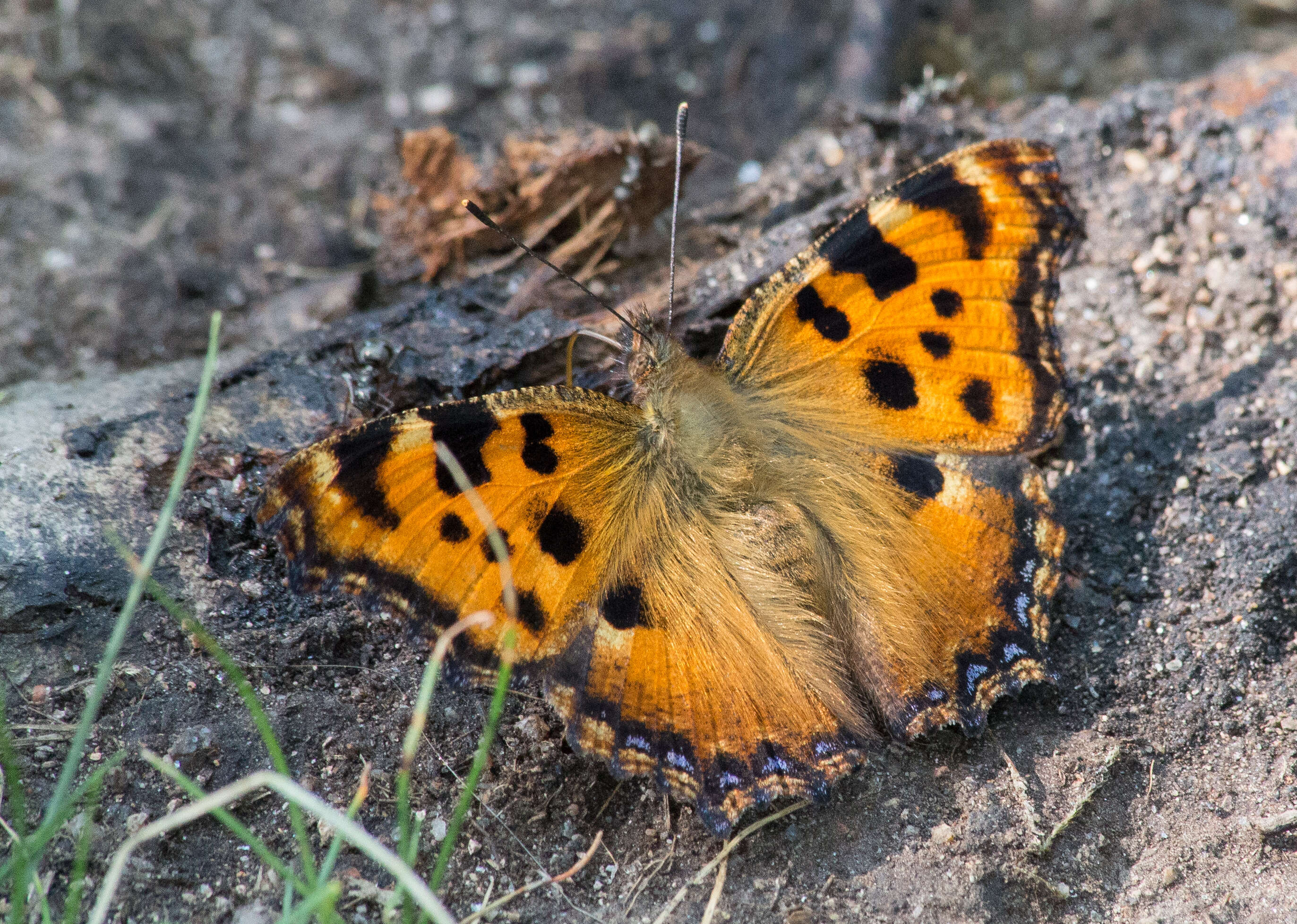 Nymphalis polychloros Linnaeus 1758 resmi