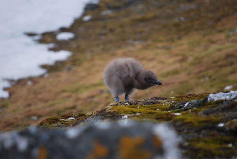 Image of Brown Skua