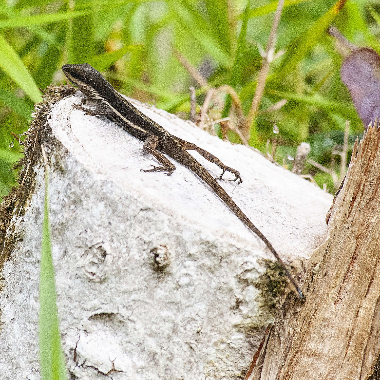 Image of Anolis krugi Peters 1877