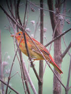 Image of Summer Tanager