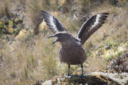 Image of Brown Skua