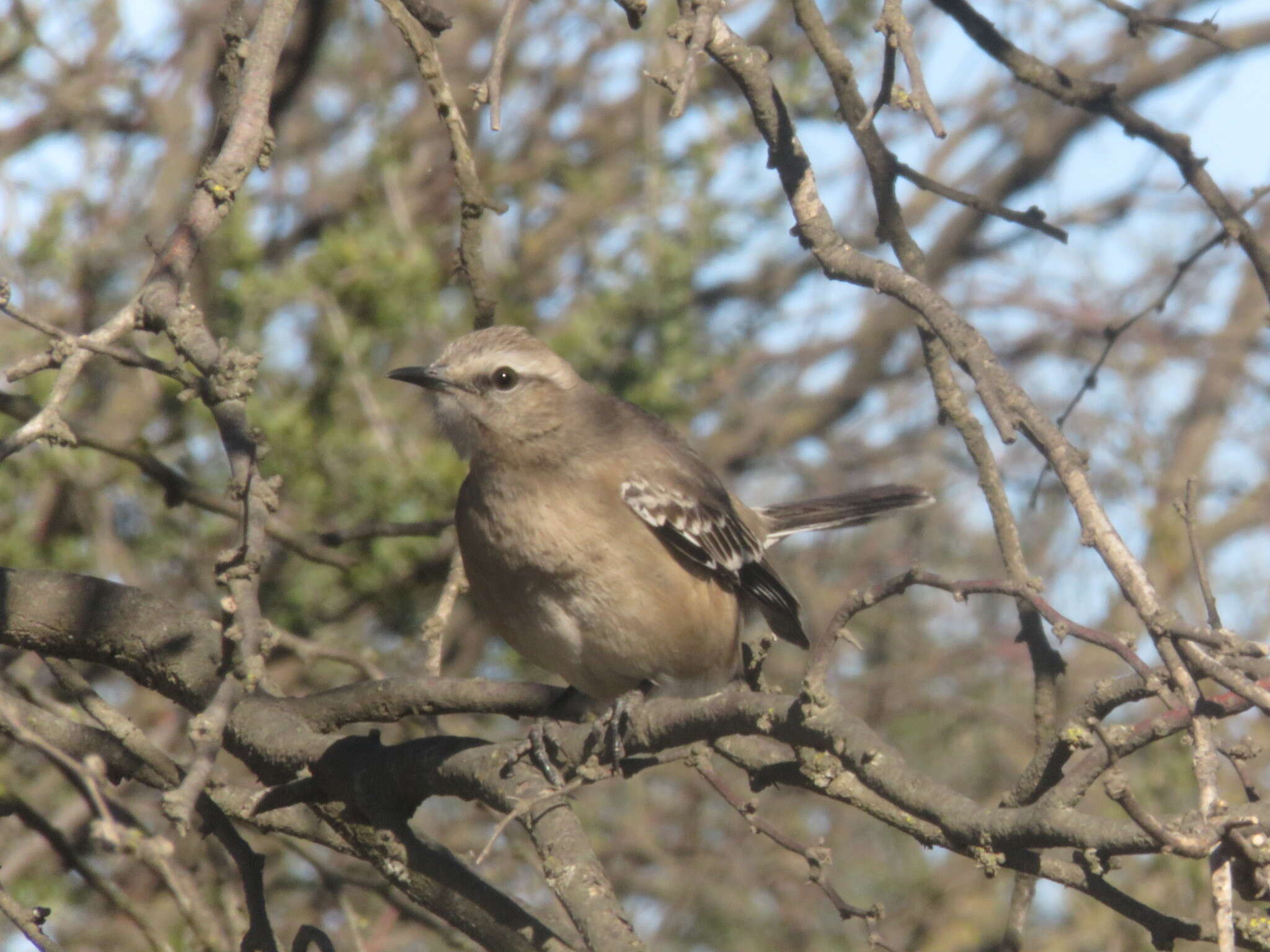 Image of Patagonian Mockingbird