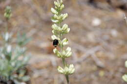 Image of Peirson's Lupine