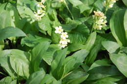 Image of oxlip