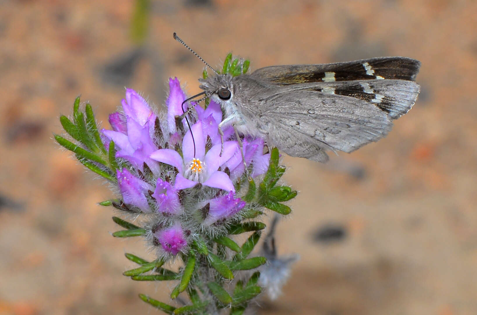 Image of Philotheca nodiflora (Lindl.) Paul G. Wilson