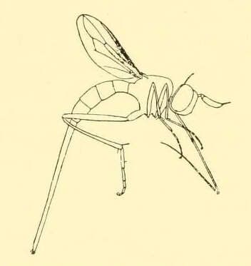 Image of Stylogaster neglecta Williston 1883