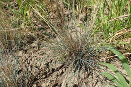 Слика од Festuca psammophila (Hack. ex Celak.) Fritsch