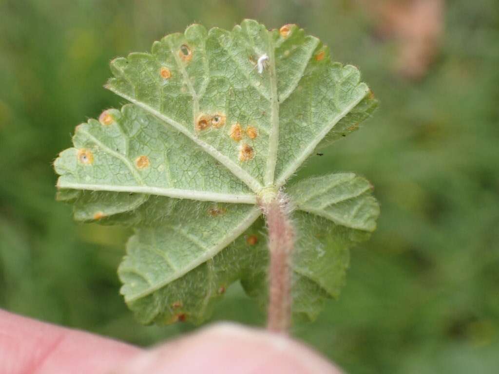 Image of Puccinia malvacearum Bertero ex Mont. 1852