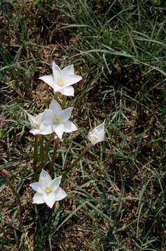 Image of Evening Rain-Lily