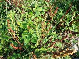 Rumex palustris Sm. resmi