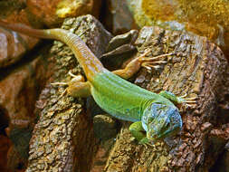 Image de Lézard Ocellé du Atlas