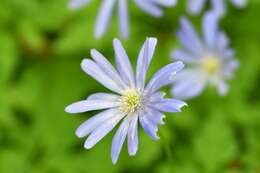 Image of blue anemone