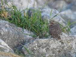 Image of Burrowing Owl