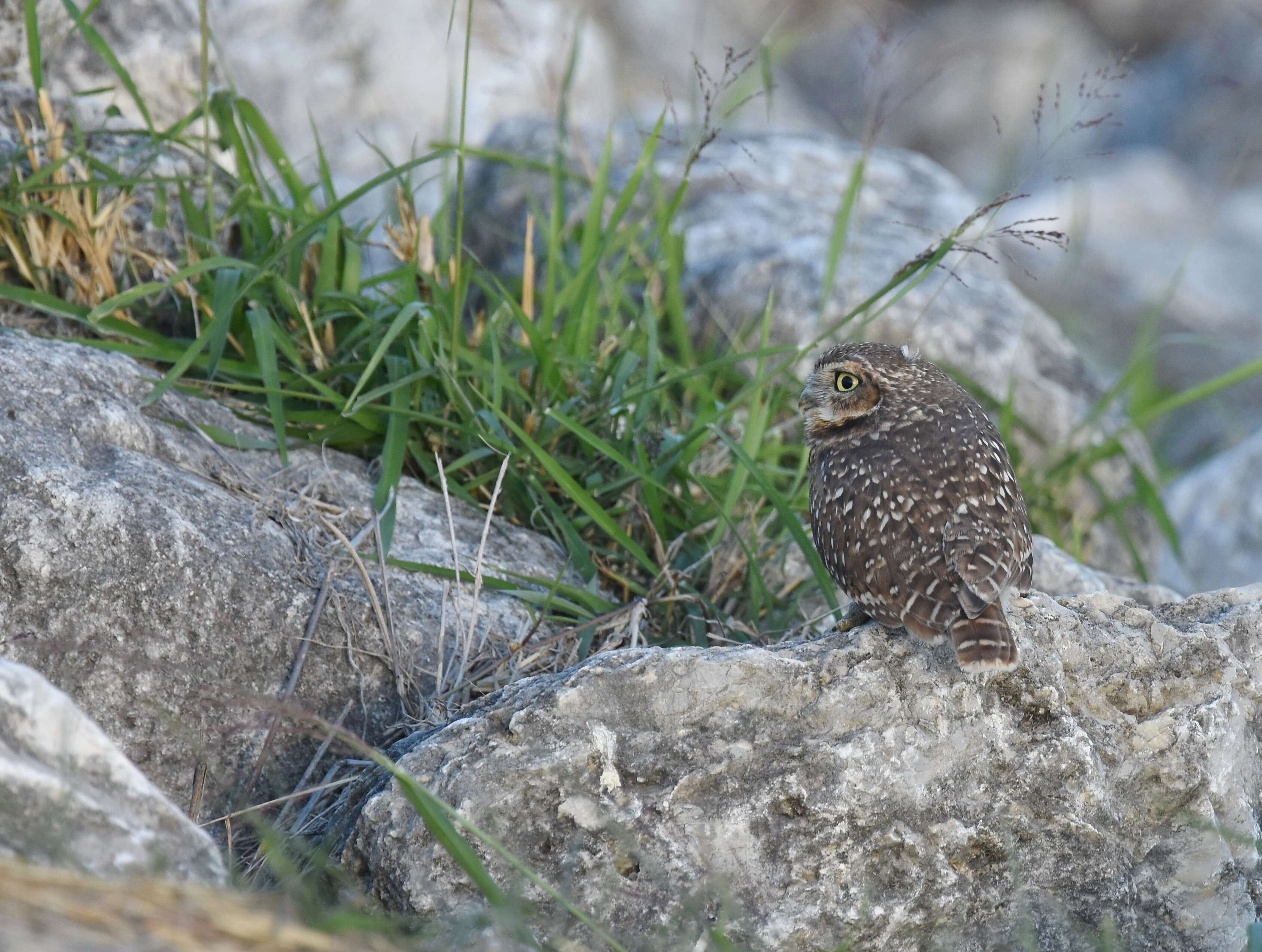 Image of Burrowing Owl