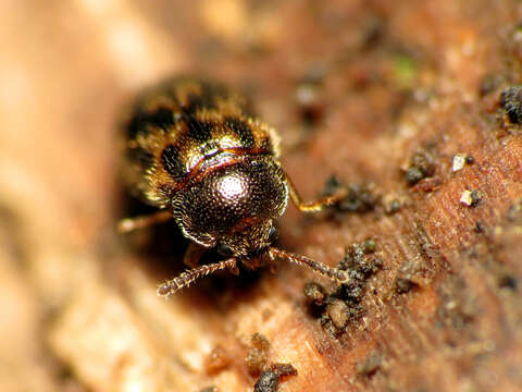 Слика од Tetratoma (Abstrulia) tessellata Melsheimer 1844