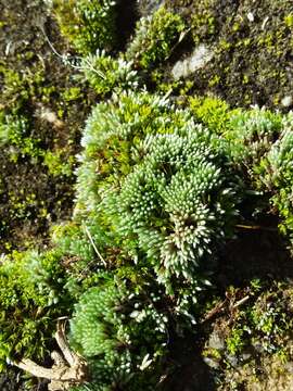 Image of silvergreen bryum moss