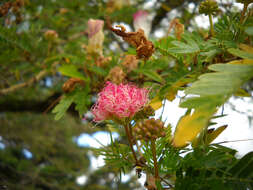 Image of Calliandra riparia Pittier