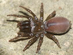 Image of purseweb spiders
