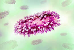 Image de Human respiratory syncytial virus