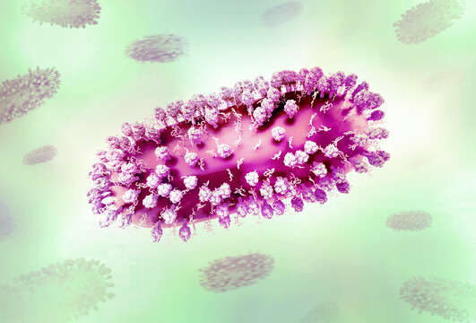 Image of Human respiratory syncytial virus