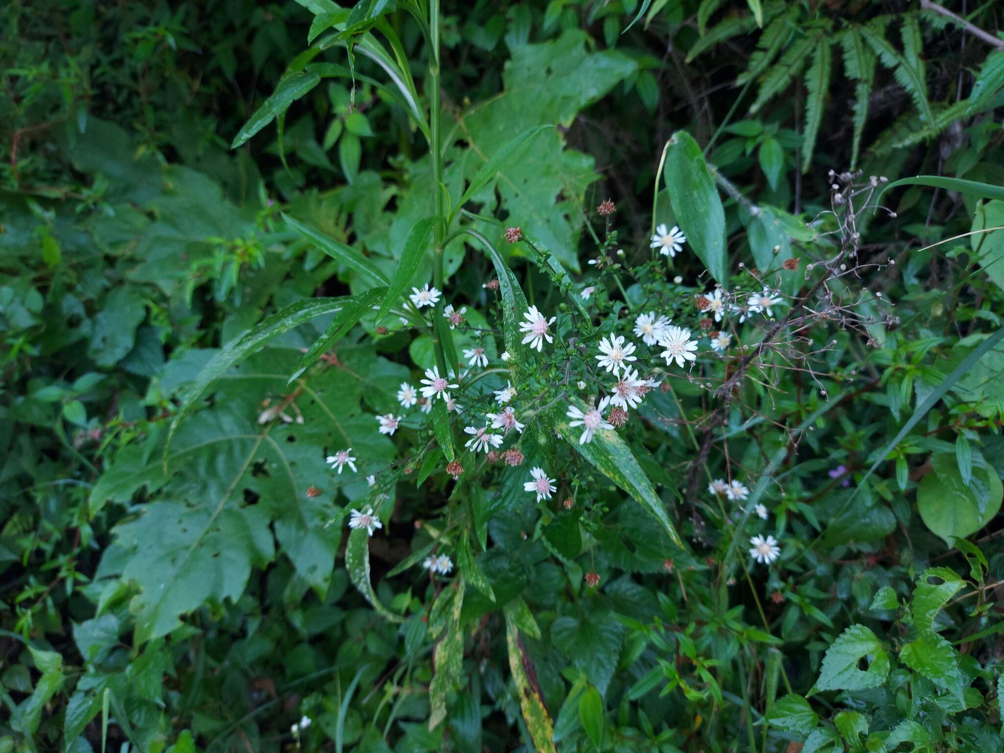 صورة Symphyotrichum schaffneri (S. D. Sundb. & A. G. Jones) G. L. Nesom