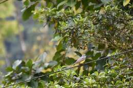 Image of Tropical Kingbird