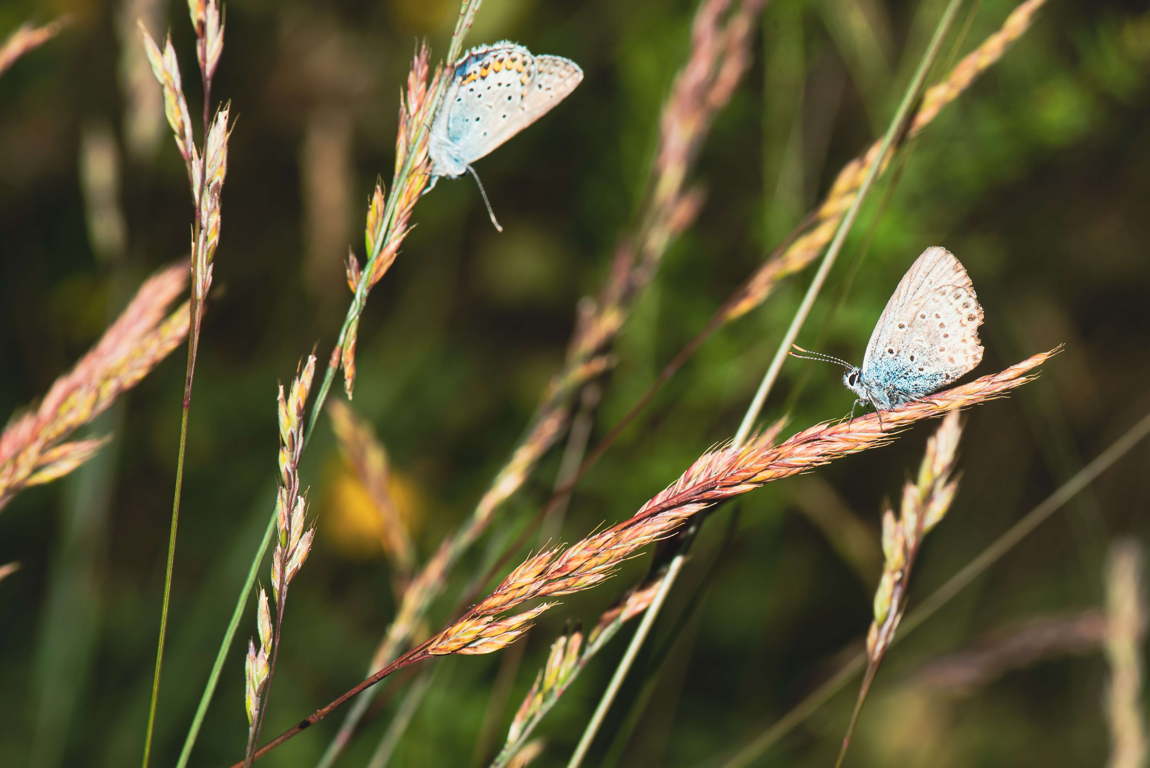 Image of Plebejus idas